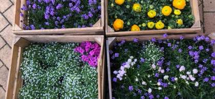 Main image for gallery Blumenvariationen