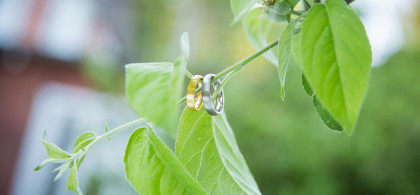 Main image for gallery Ringe