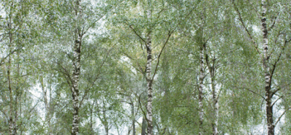 Main image for gallery Hochzeitspaar