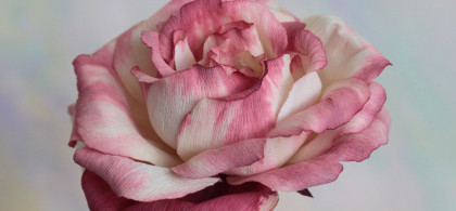 Main image for gallery Papierblumen