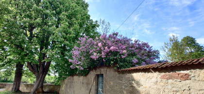 Main image for gallery Blumen über der historischen Tür