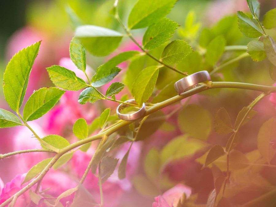 Main image for gallery Hochzeiten