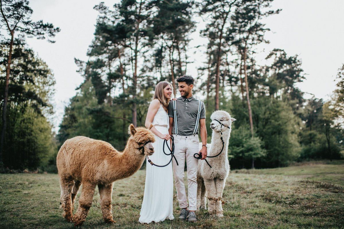 Brautpaar mit Alpakas