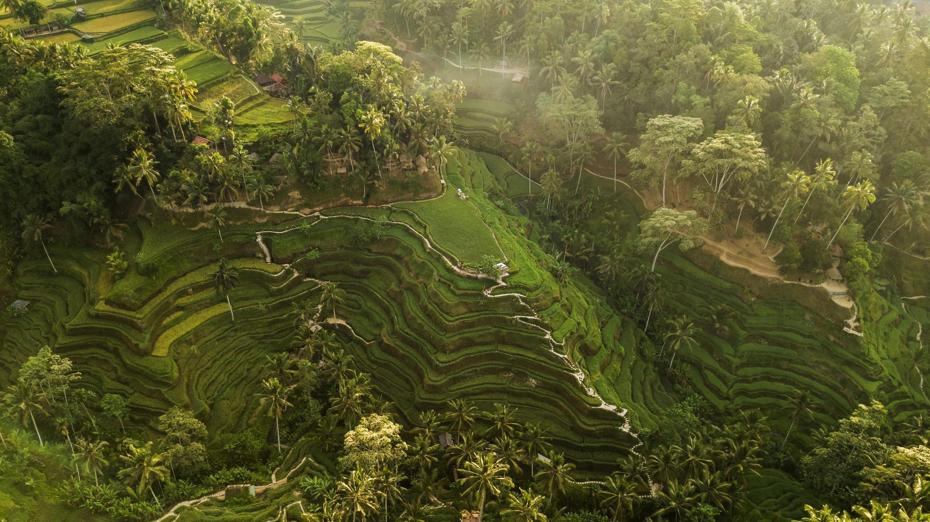 Grüne Reisterrassen auf Bali