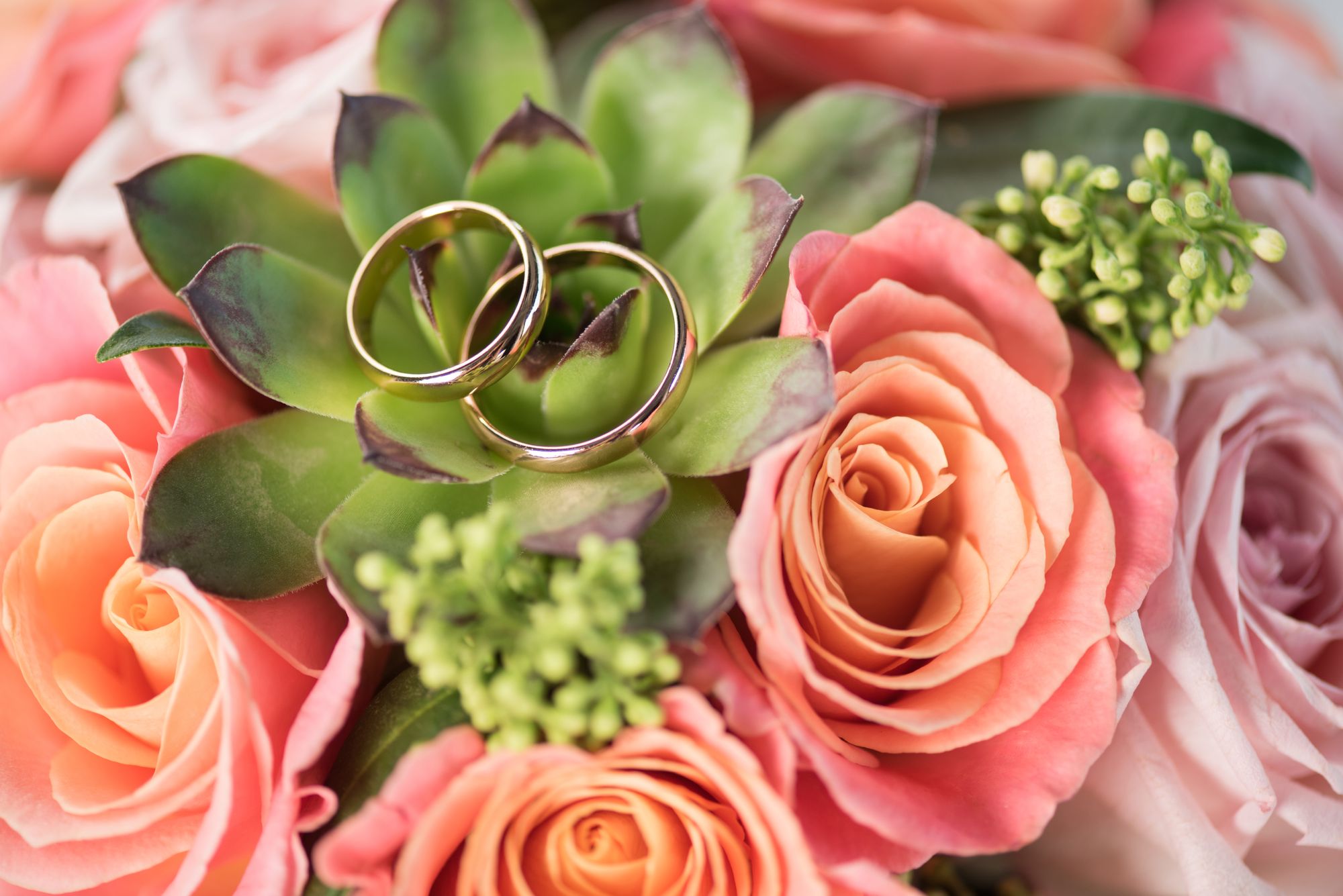 Zwei Ringe auf Sukkulente zwischen rosanen Rosen