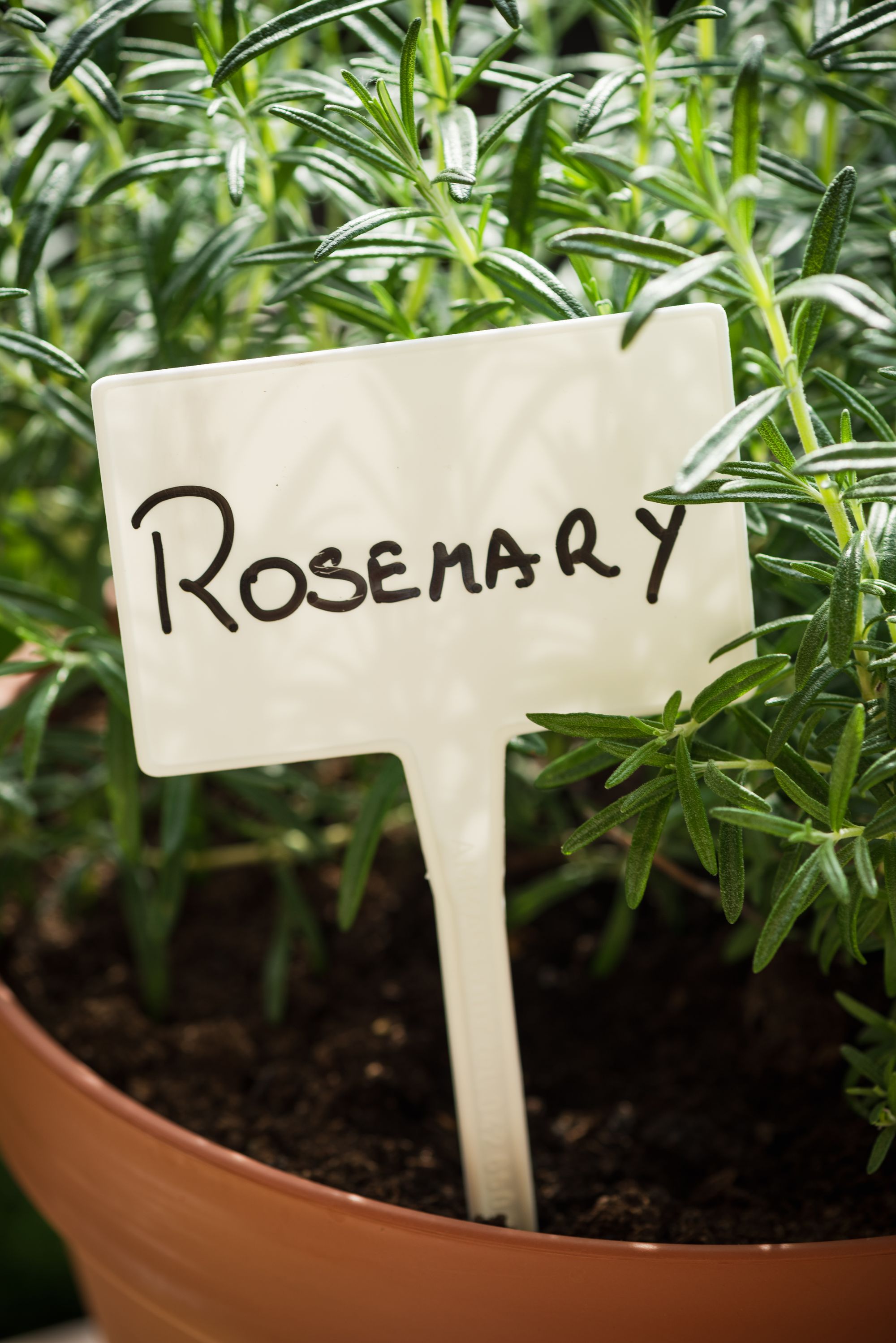 Rosmarin Topf