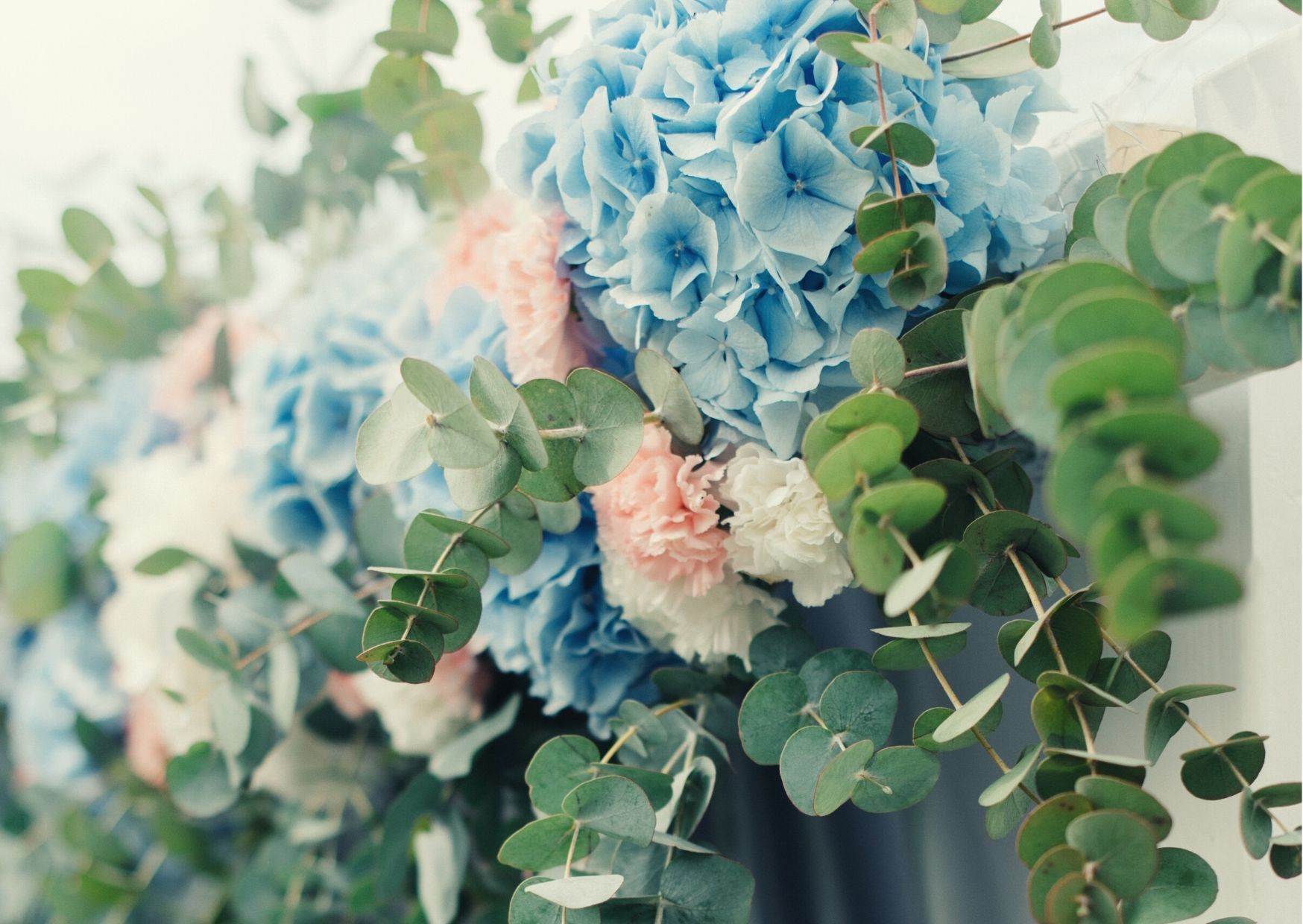 Rosa und hellblaue Hortensien am Zaun