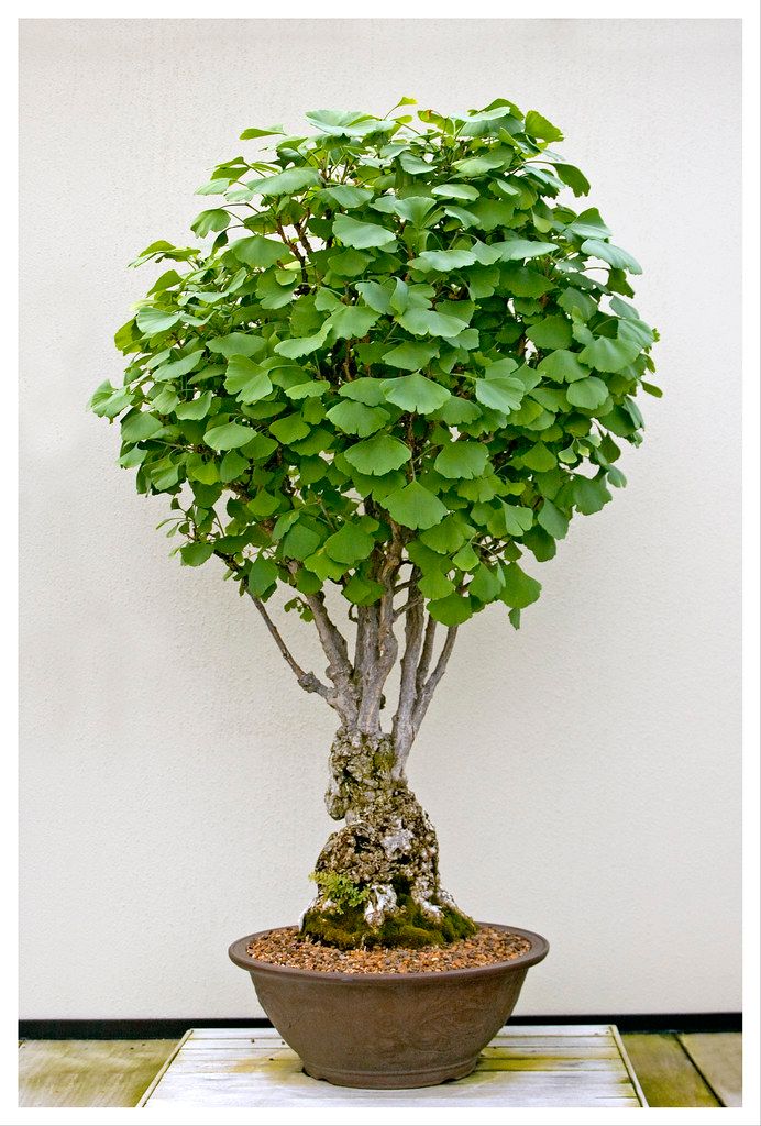 Ginkgo Baum Hochzeit