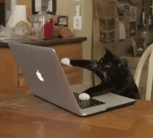 Gif: Katze am Laptop