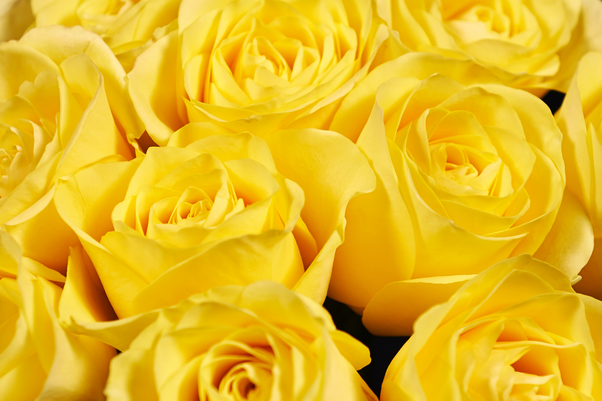 Gelbe Rosen