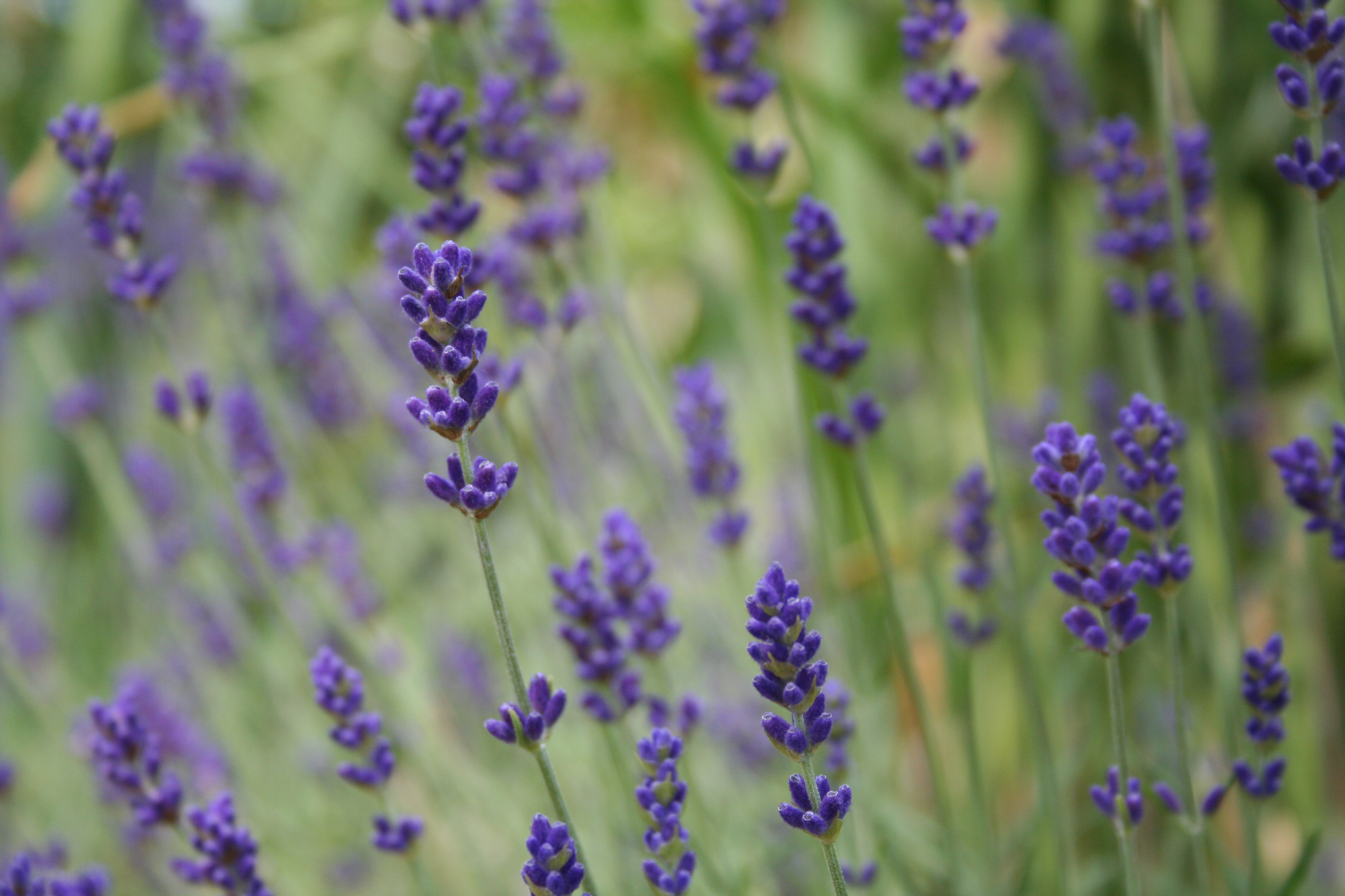 Lavendel