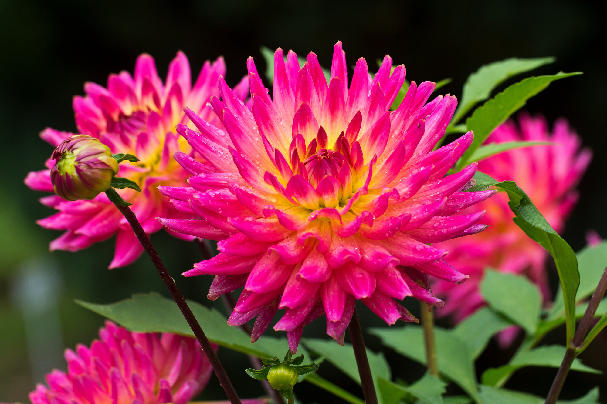 Dahlien
