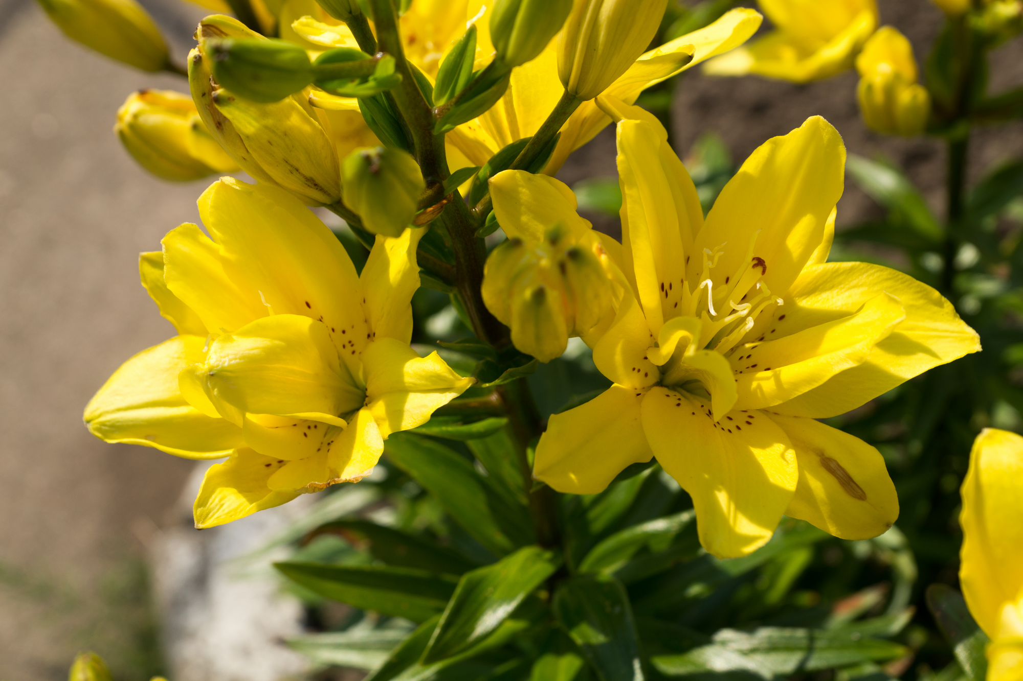 Gelbe Lilien