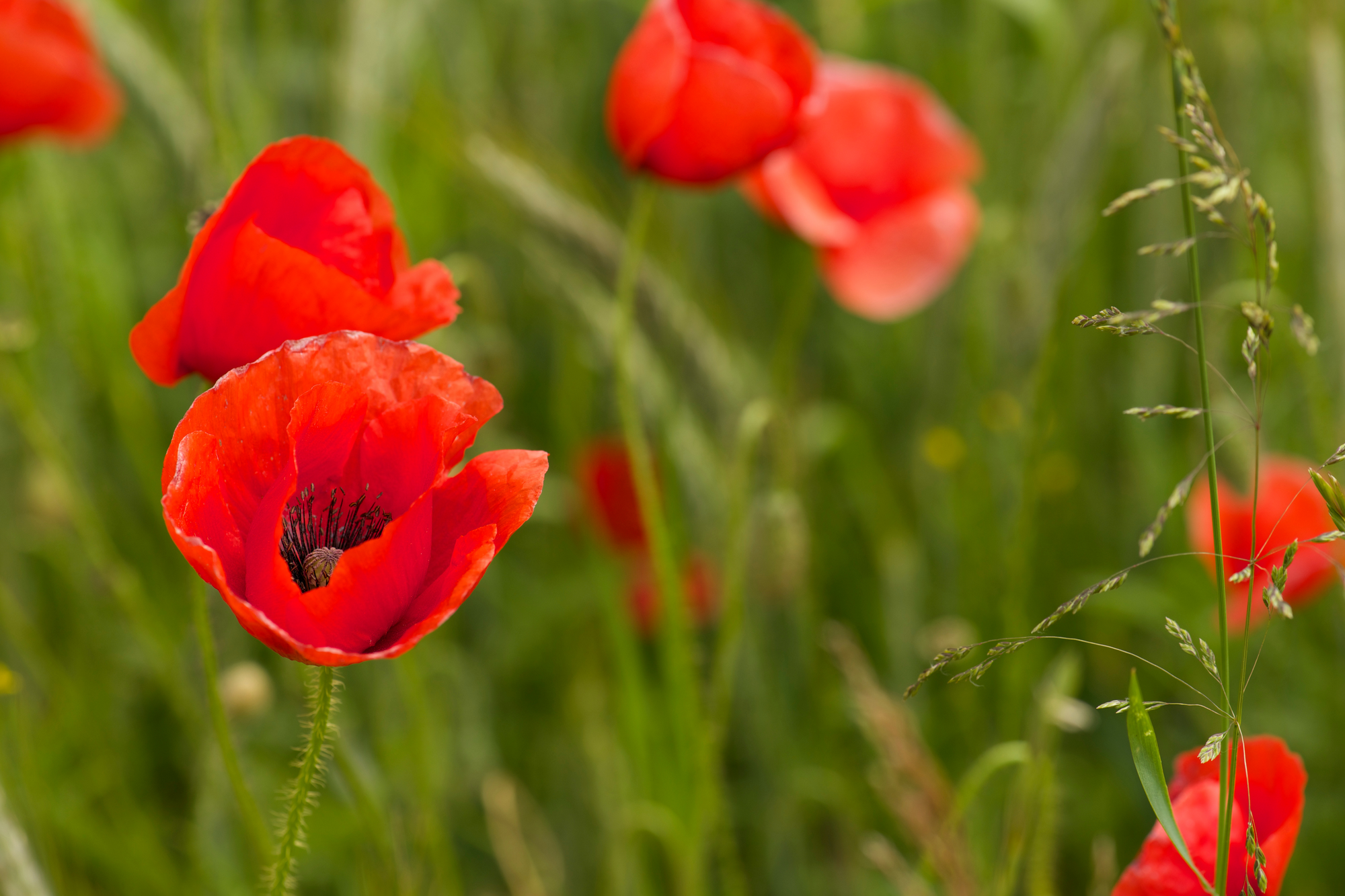 Mohnblumen